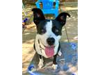Adopt Hazel a Black - with White Border Collie / Mixed Breed (Medium) dog in