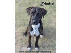 Adopt Dimitri a Brindle Boxer / Plott Hound dog in Mission, TX (37197690)