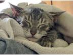 Adopt Mama a Gray, Blue or Silver Tabby Domestic Shorthair cat in Cleveland