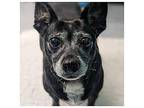 Raven Rat Terrier Adult Female