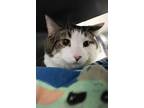 Patrick Domestic Shorthair Adult Male