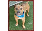 GILLIS American Staffordshire Terrier Adult Male