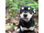 Karmen Yorkie, Yorkshire Terrier Puppy Male