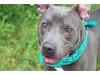 Noble American Pit Bull Terrier Adult Male