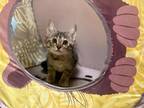 Tuesday Domestic Shorthair Kitten Female