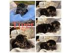 Tiger Domestic Shorthair Kitten Male