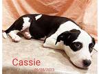 Cassie CC23 CP in MS Border Collie Puppy Female