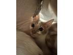 Chloe Domestic Shorthair Kitten Female