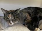 Ashley Domestic Shorthair Adult Female