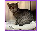 ALICE - also see Rosalee Domestic Shorthair Young Female