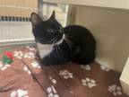 Marnie Domestic Shorthair Adult Female