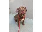 Amos American Pit Bull Terrier Adult Male