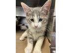 Blinky Domestic Shorthair Young Male