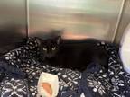 Velvet Domestic Shorthair Adult Female