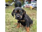 Hank *six toes!*! Coonhound Puppy Male