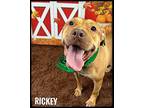 Rickey Mixed Breed (Medium) Adult Male