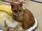 Red Domestic Shorthair Senior Male