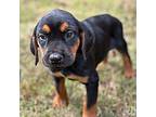 Hopper Coonhound Puppy Male