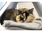 Dutchess Domestic Longhair Adult Female