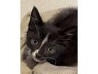 Tom Domestic Shorthair Kitten Male