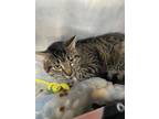 Gunther Domestic Shorthair Adult Male