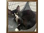 PAUL Domestic Shorthair Young Male
