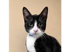 Berlioz Domestic Shorthair Young Male