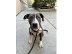 Bucho American Pit Bull Terrier Adult Male