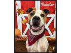 Munster Mixed Breed (Medium) Adult Male