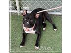 WHISKEY-see video Staffordshire Bull Terrier Adult Male