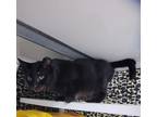 Baguette Domestic Shorthair Young Female