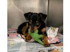 Raphael Miniature Pinscher Young Male