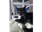 Rizzo Domestic Shorthair Adult Male