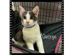 GEORGE Domestic Shorthair Young Male