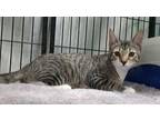 Houston and Cece Tabby Kitten Male