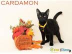 Cardamon Domestic Shorthair Young Female