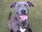 LEO American Staffordshire Terrier Adult Male