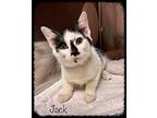 JACK Domestic Mediumhair Kitten Male