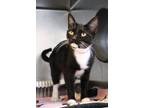 Splash Domestic Shorthair Adult Female