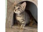 Gracie Domestic Shorthair Kitten Female