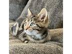 Theo Domestic Shorthair Kitten Male