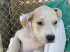 Micah American Staffordshire Terrier Puppy Male