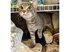 O'Malley Domestic Shorthair Kitten Male