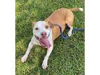 Lacey American Pit Bull Terrier Adult Female