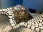 Friday Domestic Shorthair Kitten Male