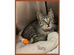 SUZY Domestic Shorthair Kitten Female