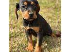 Holly Coonhound Puppy Female