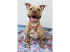 Lady American Pit Bull Terrier Adult Female