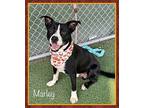 MARLEY Boston Terrier Young Male