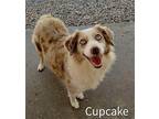Cupcake Australian Shepherd Adult Female